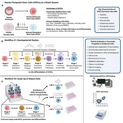 Human Pluripotent Stem Cells: A Unique Tool for Toxicity Testing in Pancreatic Progenitor and Endocrine Cells